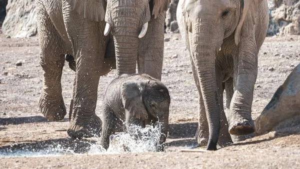 Sharjah Safari Welcomes Second Birth of African Elephant 