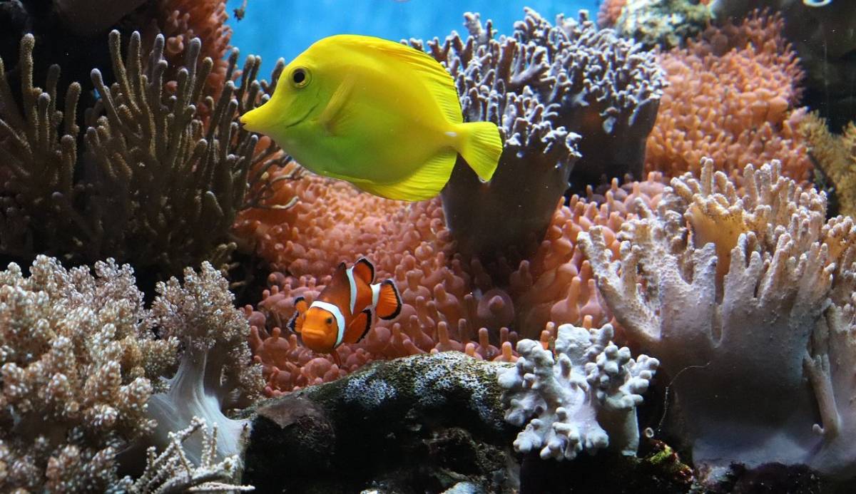 Abu Dhabi Coral Garden