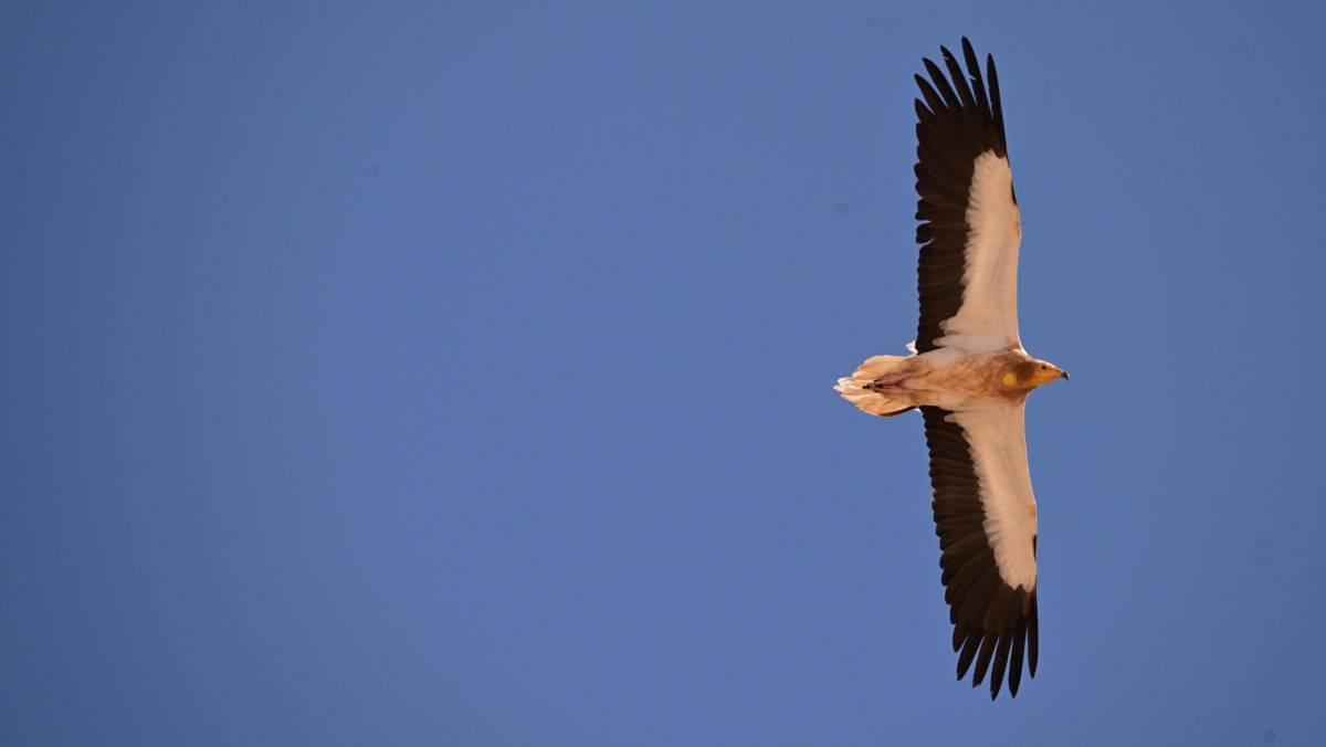 Egyptian vulture