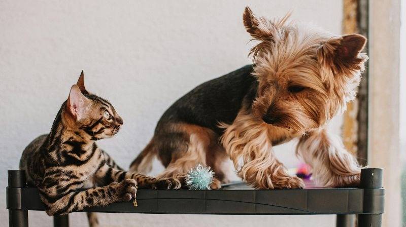 Abu Dhabi pets registration