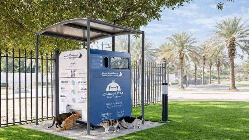 Dubai stray animals