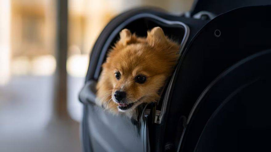 Etihad pets travel