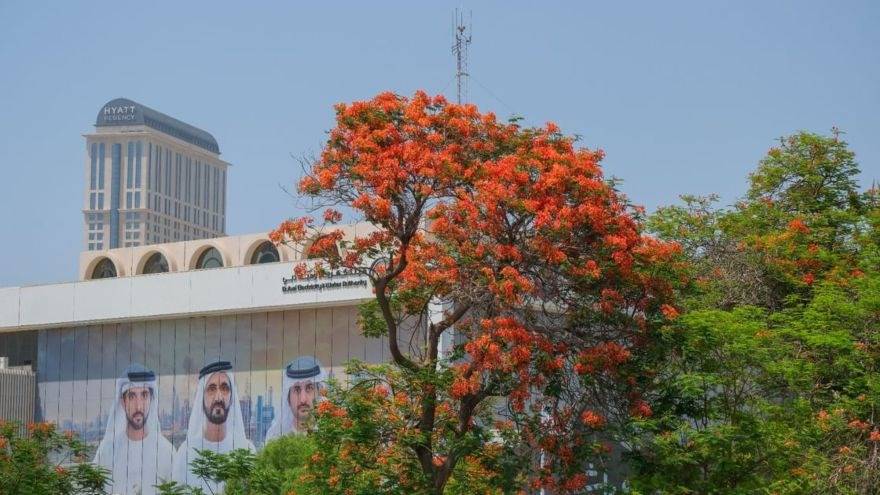 Dubai Flame Tree