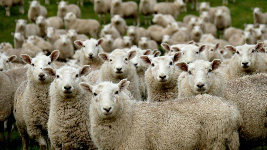 Dubai Qurbani
