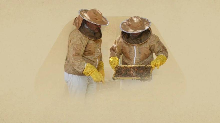 Emirati Queen Bees
