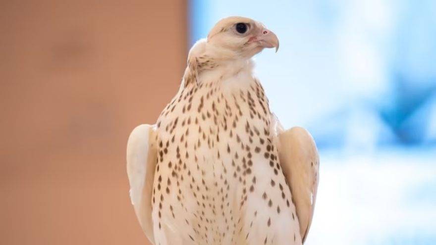 Abu dhabi gyrfalcon